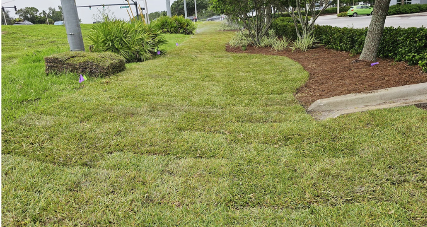 Lawn replacement services with sod turf mulch and low maintenance landscaping
