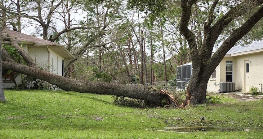 Tree trimming and removal of a damaged tree