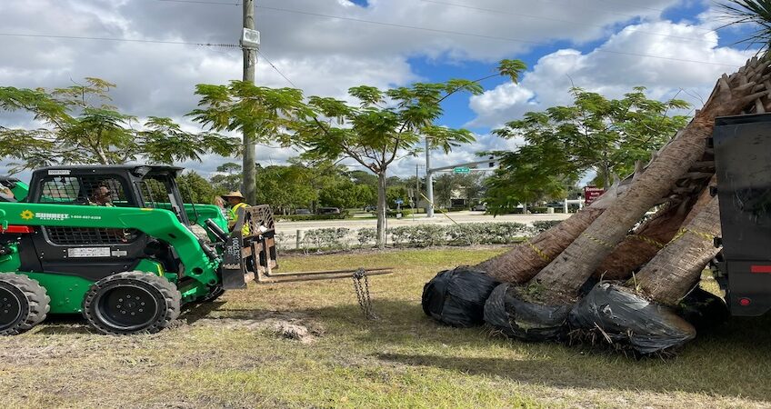 Affordable Tree Service