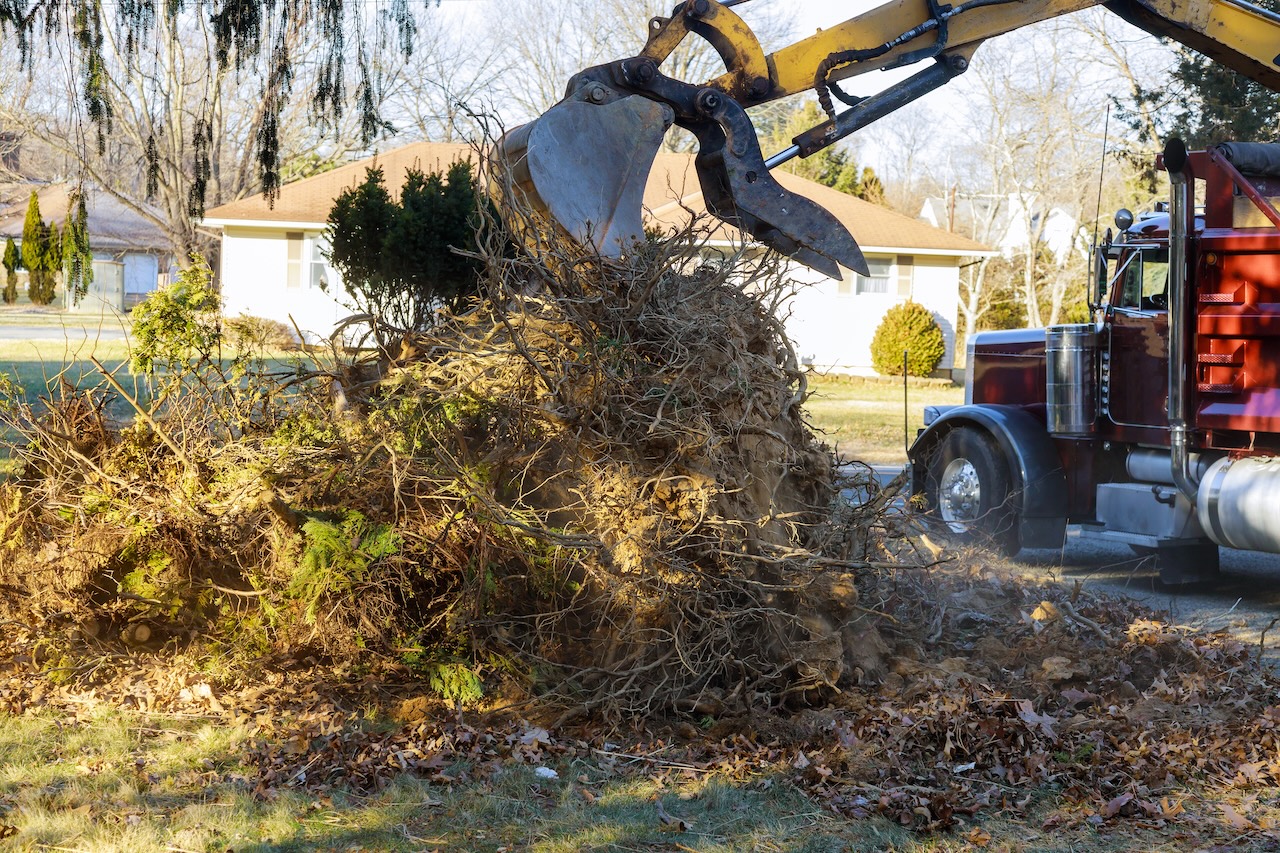 Yard Cleanup and Removal of Dead Branches