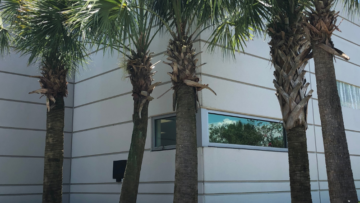 Palm tree trimming services