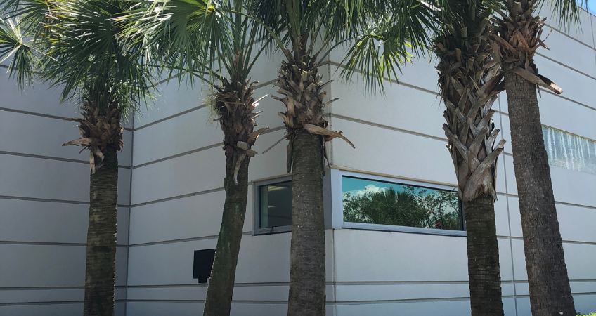 Palm tree trimming services