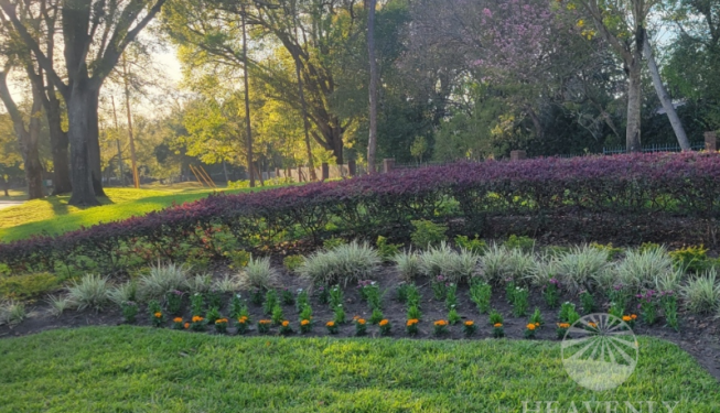 HOA Landscape Installation