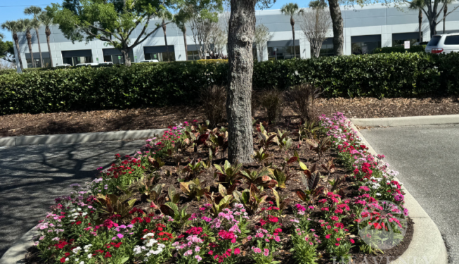 Landscape installation Orlando