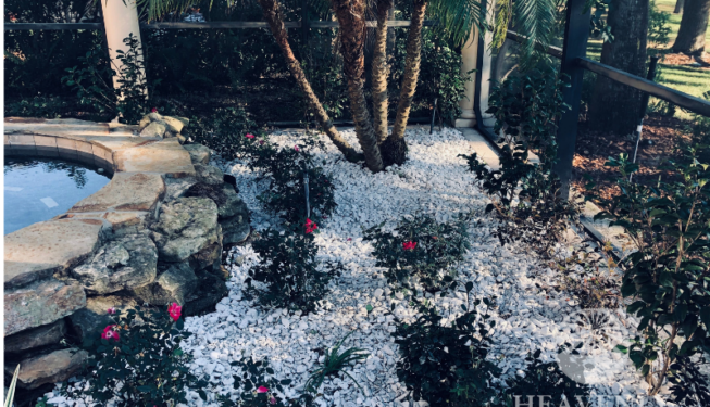 Landscape for pool area orlando