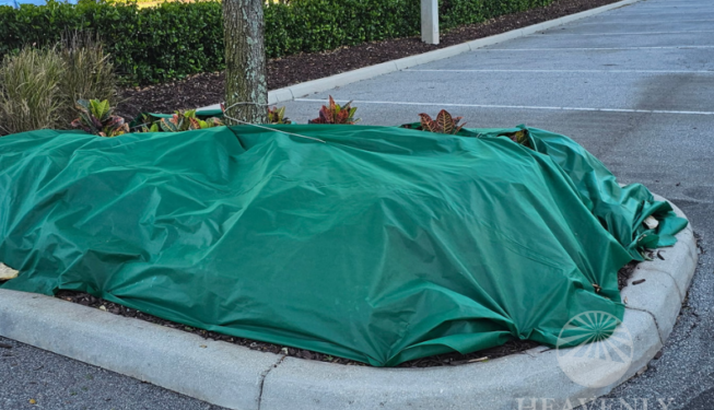Cold Front Parking Lot Landscape Coverage