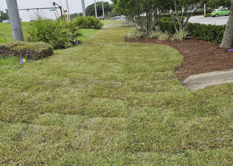 Commercial Sod Replacement