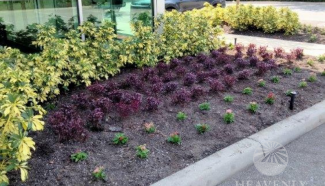 Front Entrance Landscaping