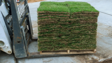grass replacement near me for dead and burned lawn in Florida