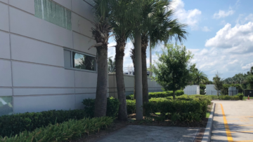 Palm tree trimming near Orlando, FL for commercial property