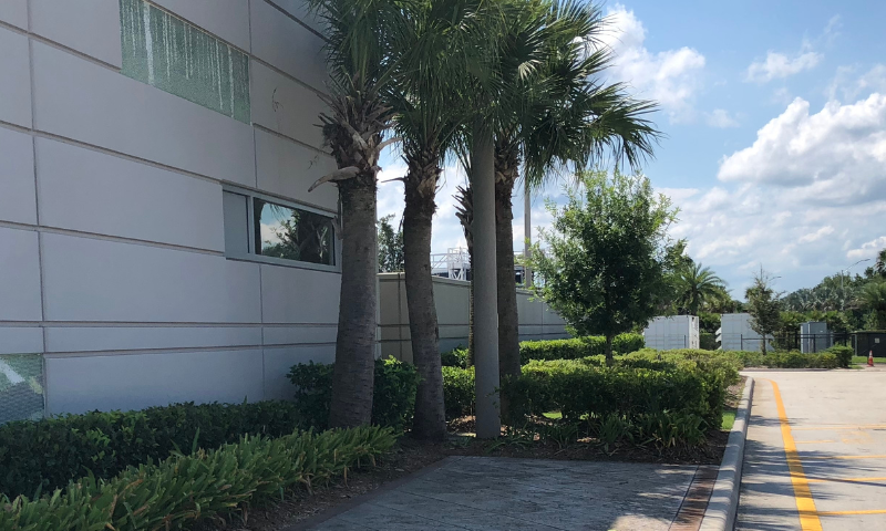Palm tree trimming near Orlando, FL for commercial property