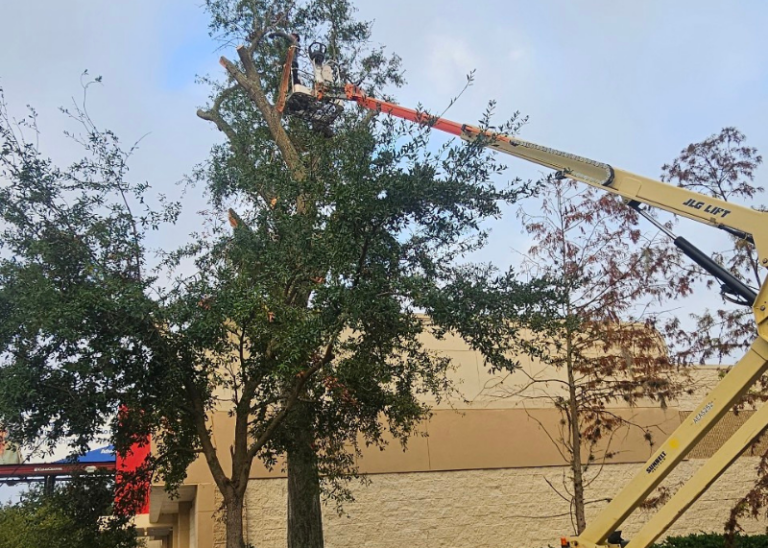 Local tree cutting service