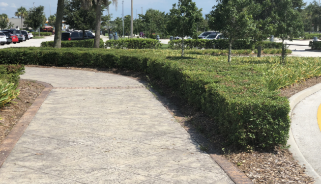 Manicured Bushes