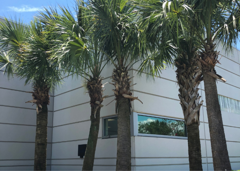 Palm tree trimming near me