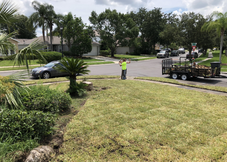 Replace dead grass with sod