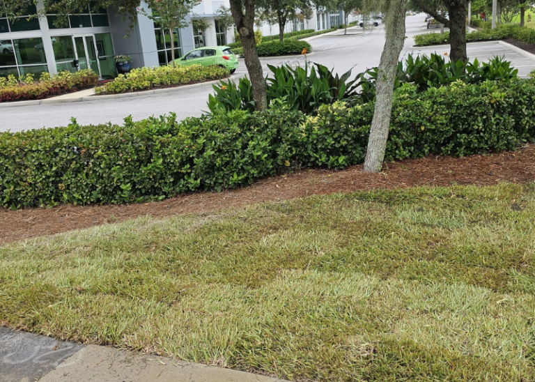 Sod Removal or Replacement