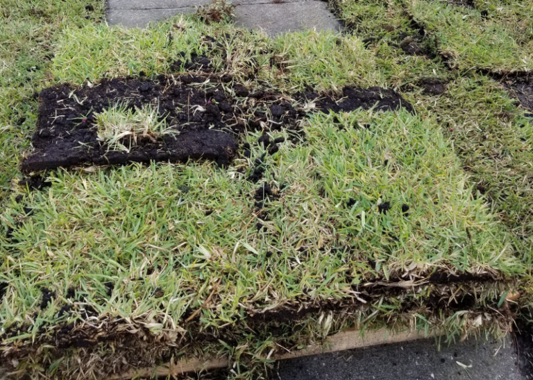 Sod Replacement Near me