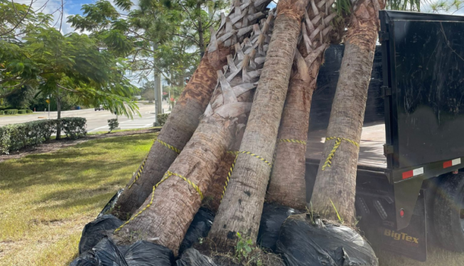 Tree Removal and Replacement
