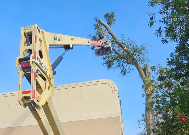 Tree Cutting Services Orlando