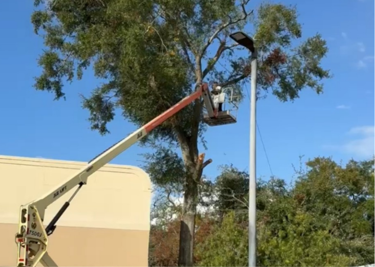 Tree cutting company near me