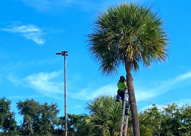 Tree pruning near me