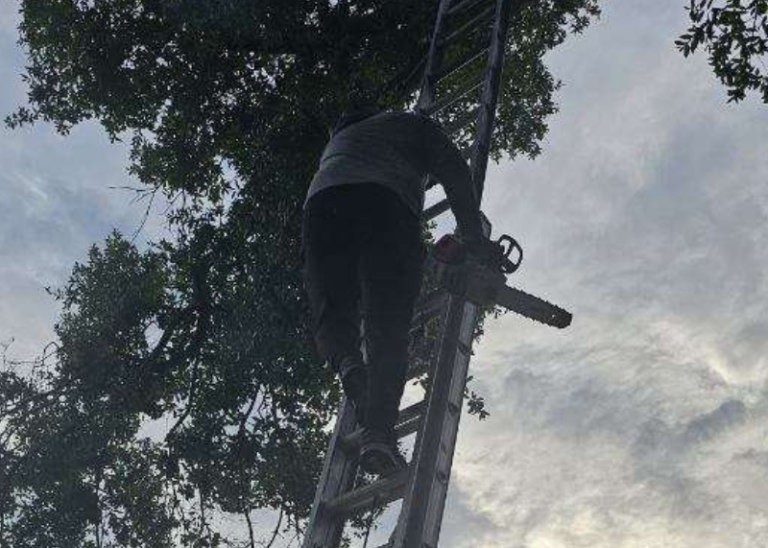 Tree service near me (2)