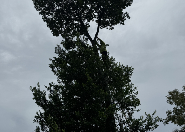 Tree service near me