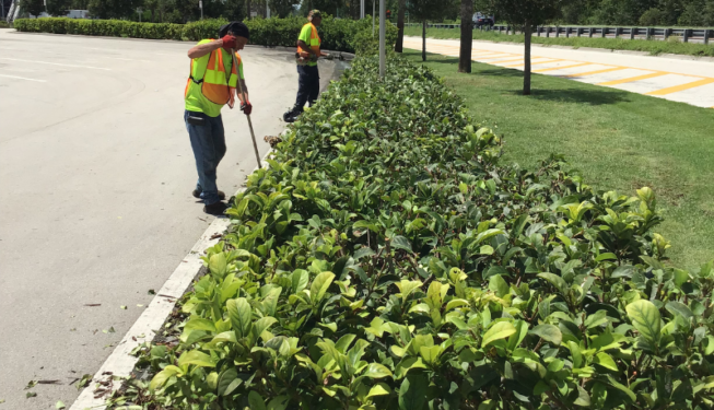 Trimming & Cleaning Bushes